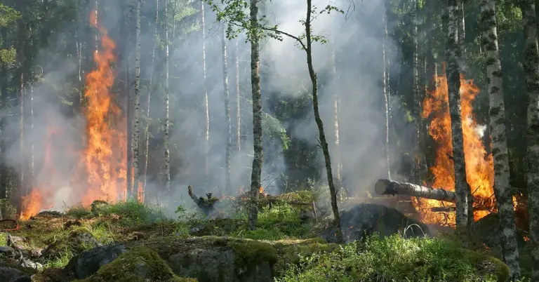 Forest fire