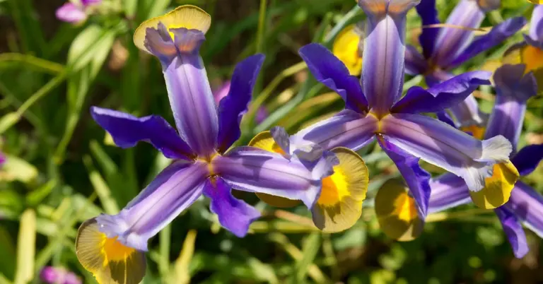 Iris flower