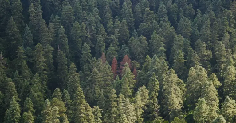 Tree wilt
